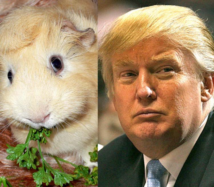 Animals Looking Like Donald Trump