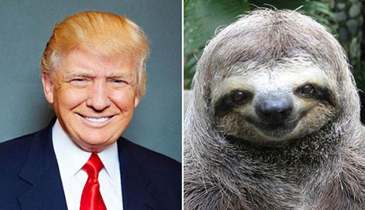 Animals Looking Like Donald Trump